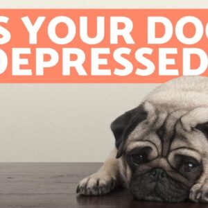 Depression in dogs - Symptoms and What to Do