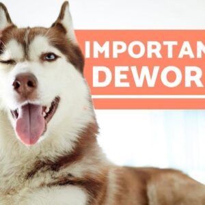 DEWORMING DOGS - 5 Reasons it is Important