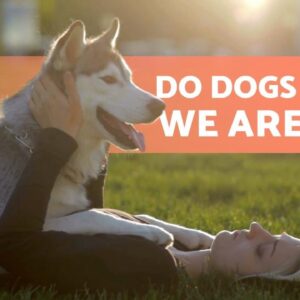 Do Dogs FEEL Our PAIN? ðŸ�¶ðŸ—¯ï¸�ðŸ˜¢