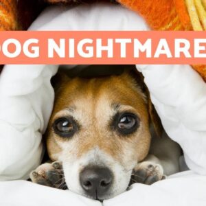 Do Dogs Have NIGHTMARES?