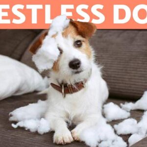 My dog is VERY RESTLESS, What Do I Do? 🐶 5 Ways to Reduce STRESS