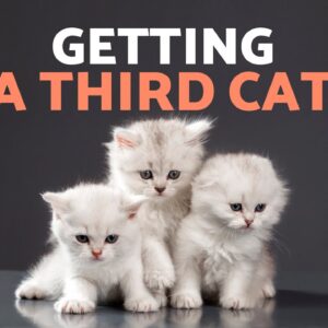How to Introduce a THIRD CAT at Home 🐱🐱🐱 (3 Key Steps)