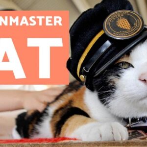 The CAT That Became a TRAIN STATIONMASTER 🚂💨 (Tama) 🐱