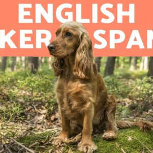 ENGLISH COCKER SPANIEL 🐶 Caring for a Playful Breed