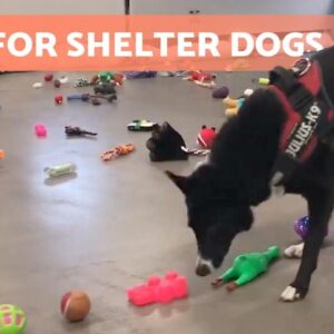 Watch These SHELTER DOGS Choose Their CHRISTMAS GIFTS 🐶🎄