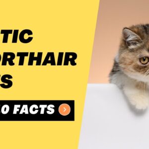 Exotic Shorthair Cats â€“ Top 10 Facts