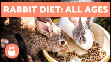 Feeding Rabbits 🐰 Best Diet for Baby, Adult & Elderly Bunnies