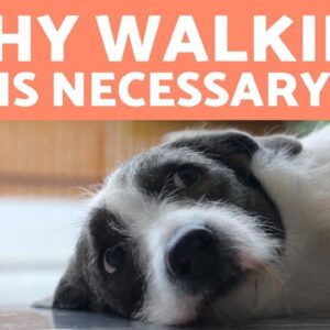 What Happens If You DON'T take your DOG for a WALK? 🐶❌