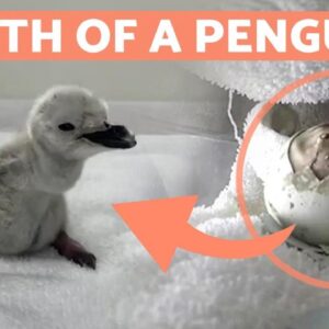 CHINESE PENGUIN Being BORN 🐧🥚 Watch the EGG HATCH!