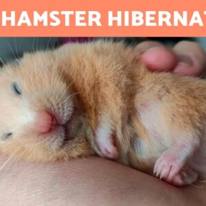 How Do I Know if My HAMSTER is HIBERNATING? 🐹