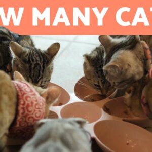 How Many CATS Can You Keep at HOME? 🐱🏠