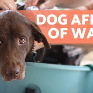 How to BATHE a DOG Who HATES WATER ðŸ�¶ðŸ’§ (Tips)