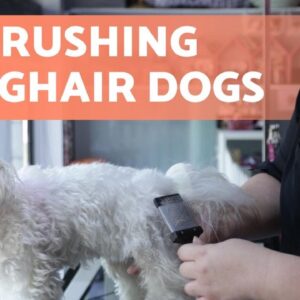 How to BRUSH a LONG HAIRED DOG? №Ж Steps to Follow