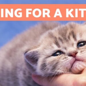 How to CARE for a KITTEN - Food, Education and Health