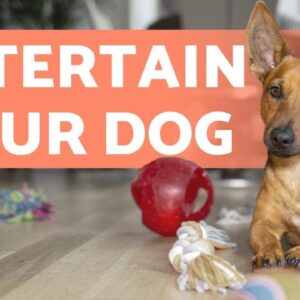How to ENTERTAIN your DOG at HOME? ðŸ�¶ 5 Helpful Ideas!