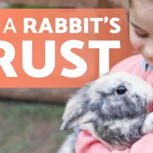 How to Gain the TRUST of a RABBIT? 🐰🥕 (9 Key Tips)