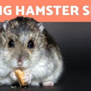 How to Know If Your HAMSTER is DYING ðŸ�¹ (5 Symptoms)