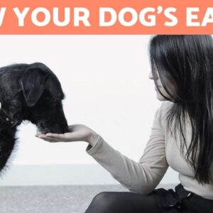 How to Slow Your Dog's Eating - 8 TRICKS and EXERCISES
