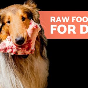 How to START the BARF DIET for Your DOG 🥩✅ (3 Ways)