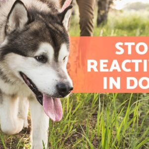 How to Train My DOG to IGNORE other DOGS 🐶 (4 Tips)