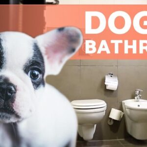 Why Does MY DOG Follow Me into the BATHROOM? 🚽🚶‍♂️🐕 (3 Reasons)