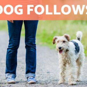 Why Does My DOG FOLLOW Me Everywhere? 🐶🐾 (5 Reasons)