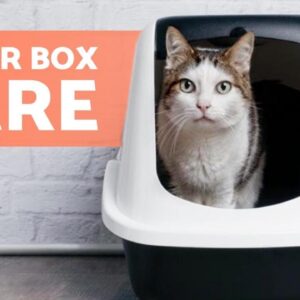 BASIC CARE of a CAT's LITTER BOX 🐱 (Types of Litter and Cleaning)