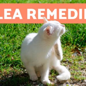 Home Remedies for KILLING FLEAS on Kittens 🐜🐱 | Do They Work?