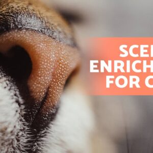 5 WAYS to STIMULATE Your CAT'S SENSE OF SMELL 🐱 (SCENT ENRICHMENT in Cats)