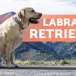 LABRADOR RETRIEVER - ALL About This Popular Breed