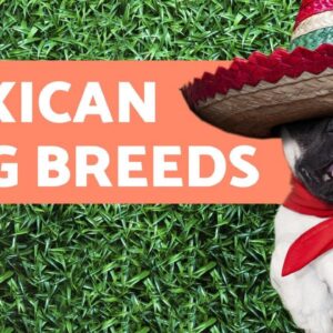 Mexican Dog Breeds - Existing and Extinct