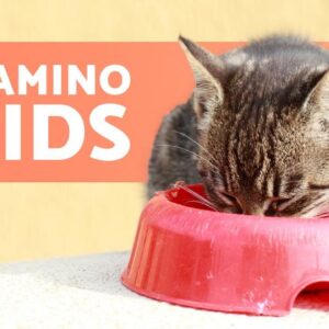 11 ESSENTIAL AMINO ACIDS for Your CAT №Б To Avoid Nutritional Deficiencies