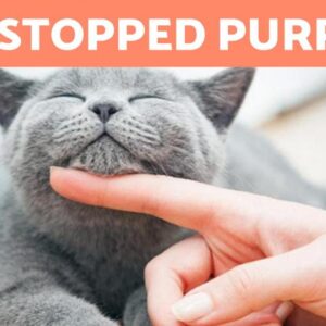 My CAT DOESN'T PURR 🐱🐾 (Why and What to Do)