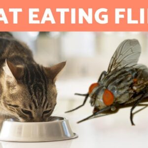 My CAT EATS FLIES 🐱🦟 Is it bad?