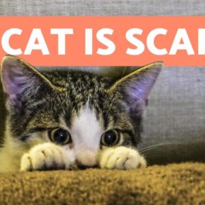 My Cat is SCARED of Everything 🙀 Causes & Solutions