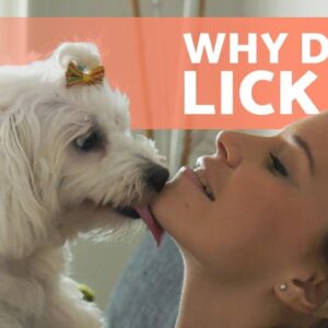 Why Does My DOG LICK ME? 🐶👅 (Face, Feet, Hand and Ear Licking)