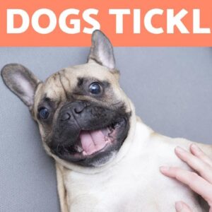 My DOG Moves Their LEG When SCRATCHED 🐶 Are They Ticklish?