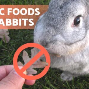 8 POISONOUS FOODS for RABBITS 🐰❌🥑 Food They Must Avoid!