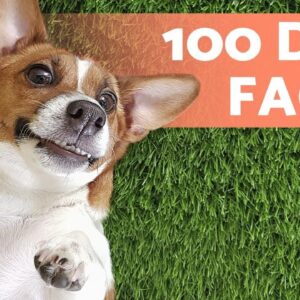 100 FACTS About DOGS That Will Surprise You 🐶🐾 Discover them!