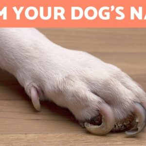 How to Trim Your Dog's Nails at Home №Ж STEP BY STEP WITH TIPS