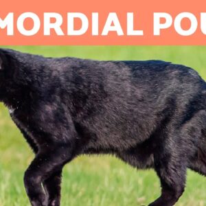 PRIMORDIAL POUCH in CATS 🐈 Why Your Cat Has a Fat Pouch