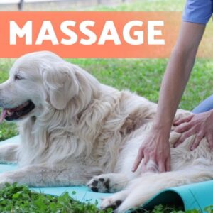 Relaxing MASSAGE for DOGS 🐶 (Benefits & What to Do)