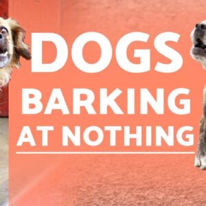 Why Do DOGS BARK at NOTHING? 🐶🗯️❗ (+ Solutions)