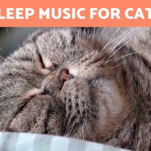 MUSIC to HELP CATS SLEEP 🐱💤 (Kittens and Adult Cats)