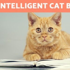 SMARTEST CAT BREEDS in the world 🐱💡 TOP 10