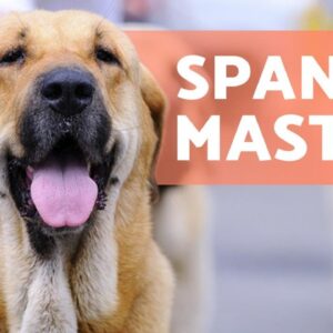 SPANISH MASTIFF ­ЪћЦ Characteristics of a GIANT GUARD DOG