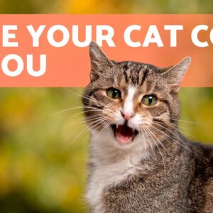 Meows to ATTRACT CATS 🐱🔊 (Sounds to Make Your Cat to Come to You)