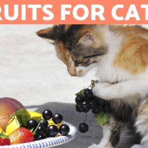 The BEST FRUIT for CATS - Feeding Guide & Benefits