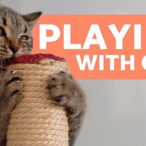 The Best Ways to PLAY with Your CAT ðŸ�± Toys and Games