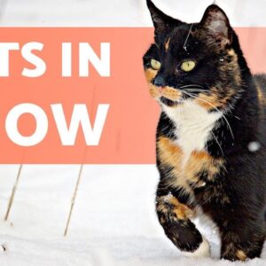 CATS REACTING to SNOW for the First Time â�„ï¸�ðŸ�ˆ (FUNNY Videos)